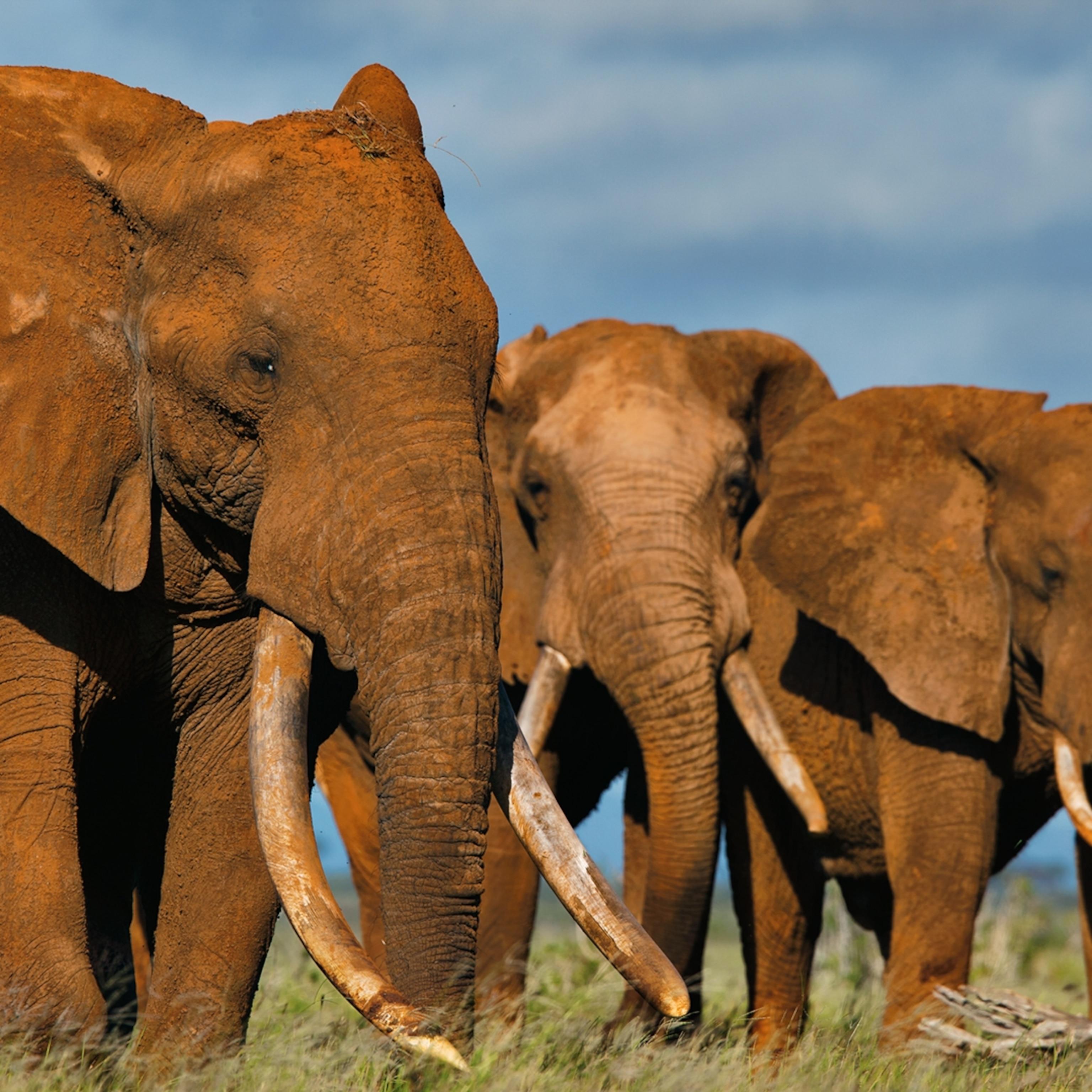 Ivory Worship