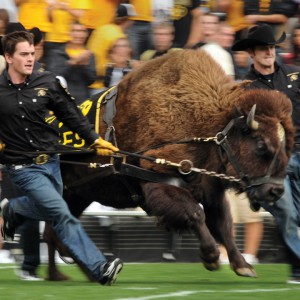 Ralphie V takes to the field at the start of the third quarter during the CU vs. Hawaii football game at Folsom Field on Sept. 18, 2010.