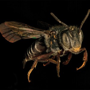 Photo courtesy CU Museum of Natural HIstory