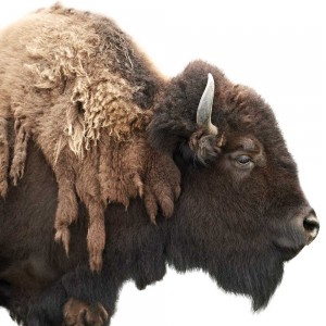 The American buffalo, symbol of the American West and, since 1934, of CU-Boulder. Photography by Morten Kolby.