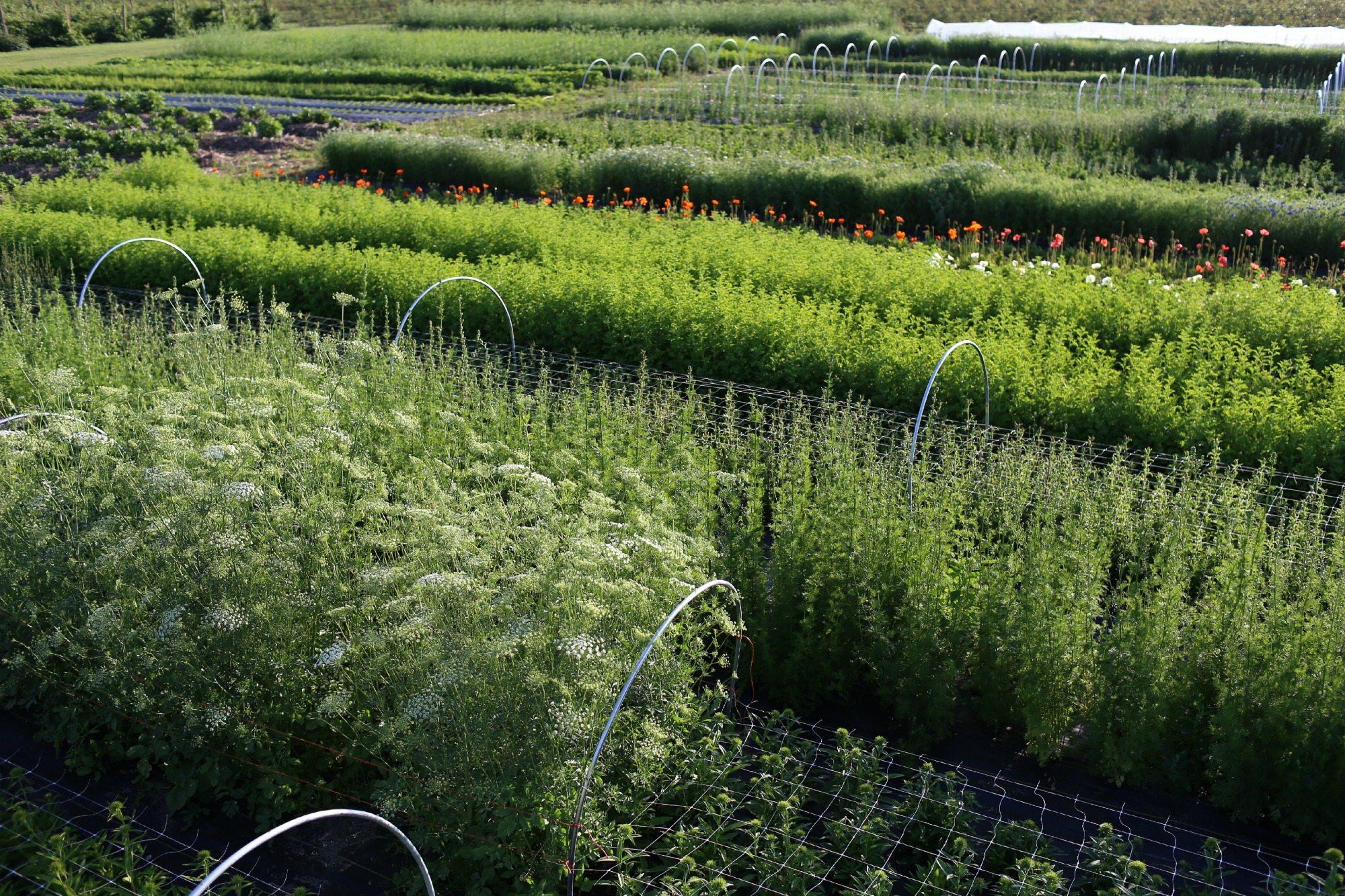 Six Important Questions to Answer Before You Get Started Growing ...